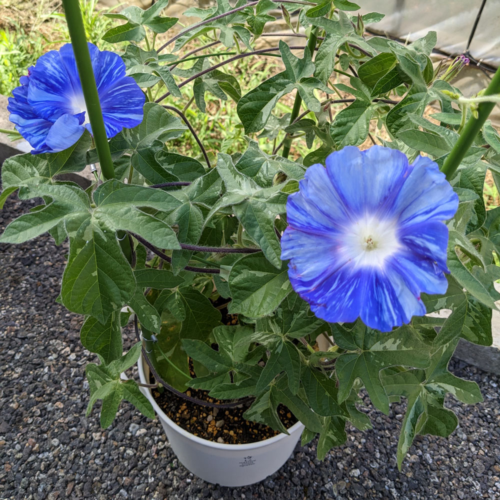 青い花の交配アサガオ