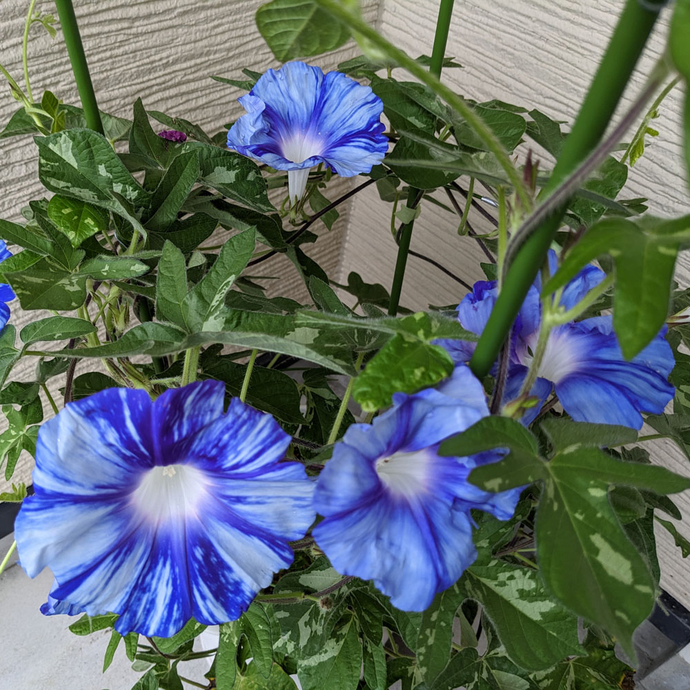 青い花の交配アサガオ、たくさんの花を付けている
