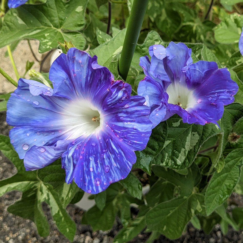 青い花の交配アサガオ、雨に濡れて色落ちしている