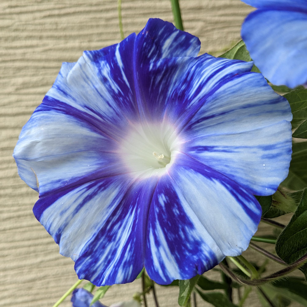 青い花の交配アサガオ、白い部分が多い