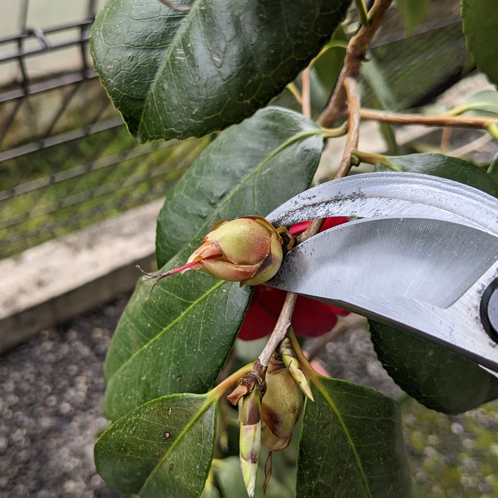 椿の花がらをアルミ剪定鋏で摘んでいる