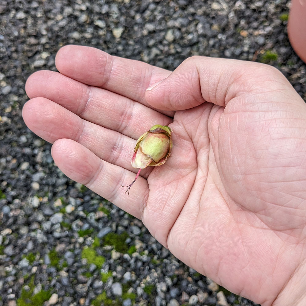 摘んだ椿の花がら