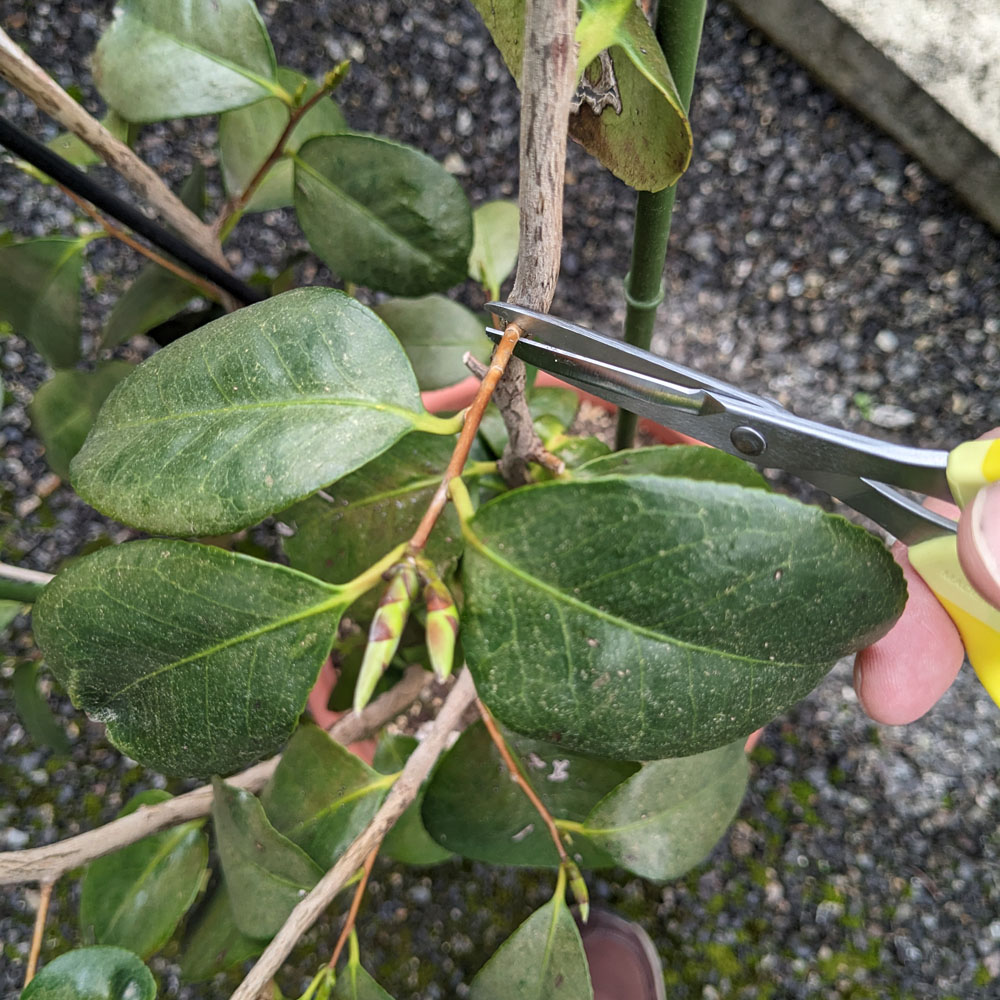 株の内側に向かって生えている椿の枝に園芸ハサミ(クラフトチョキ)を入れている