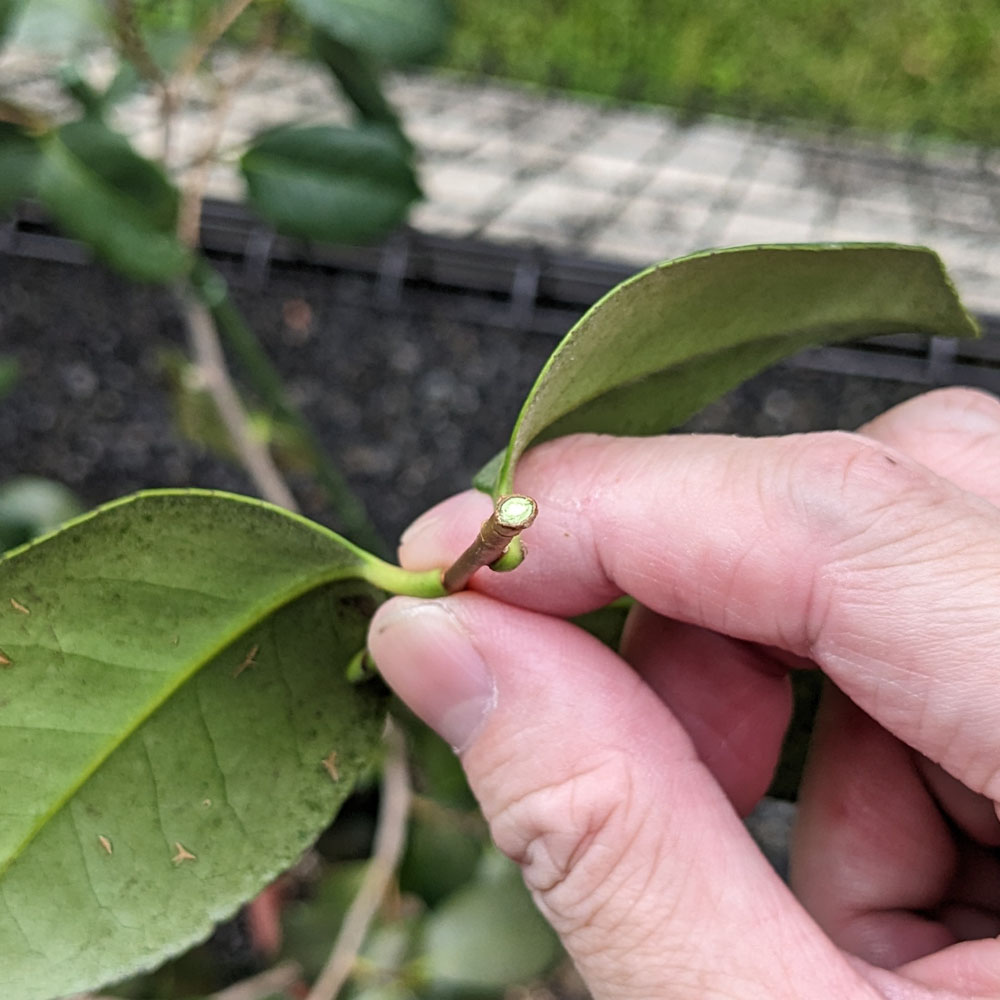 園芸ハサミ(クラフトチョキ)で切った椿の枝、太さ約3mm