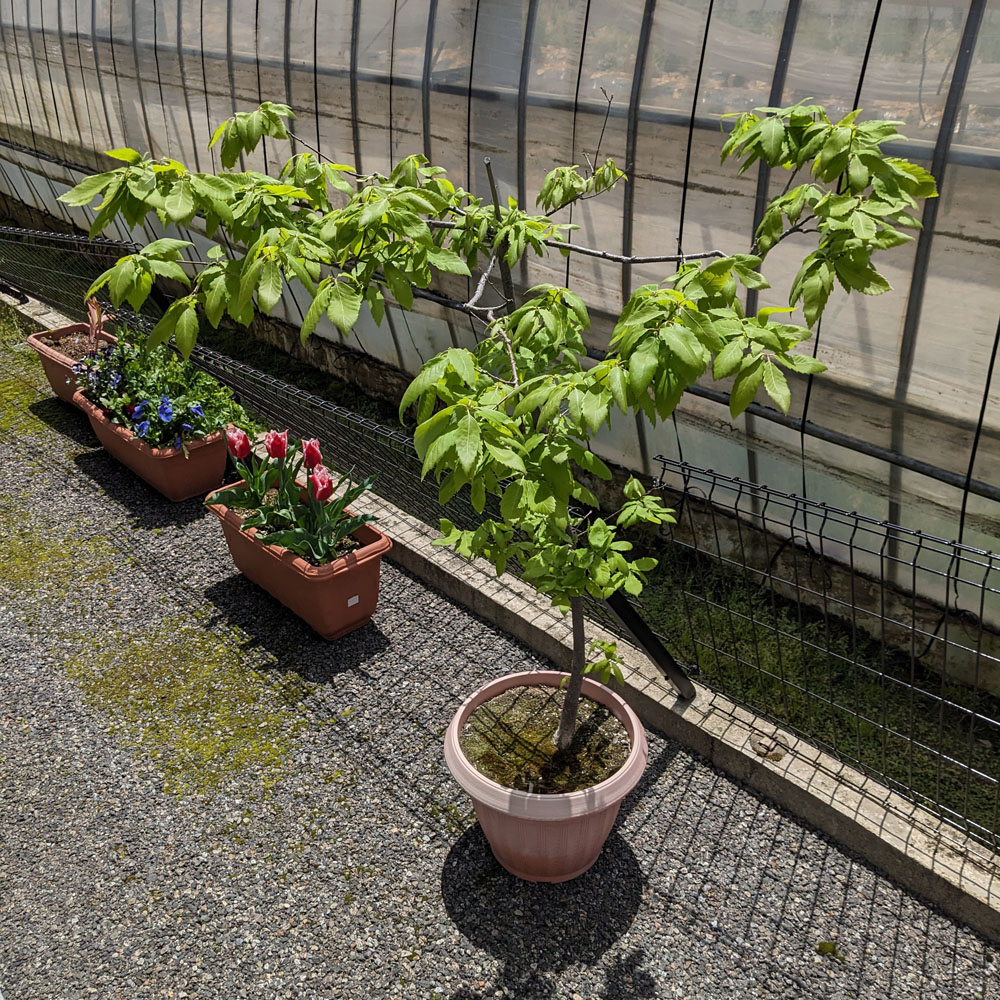 コナラの鉢植え