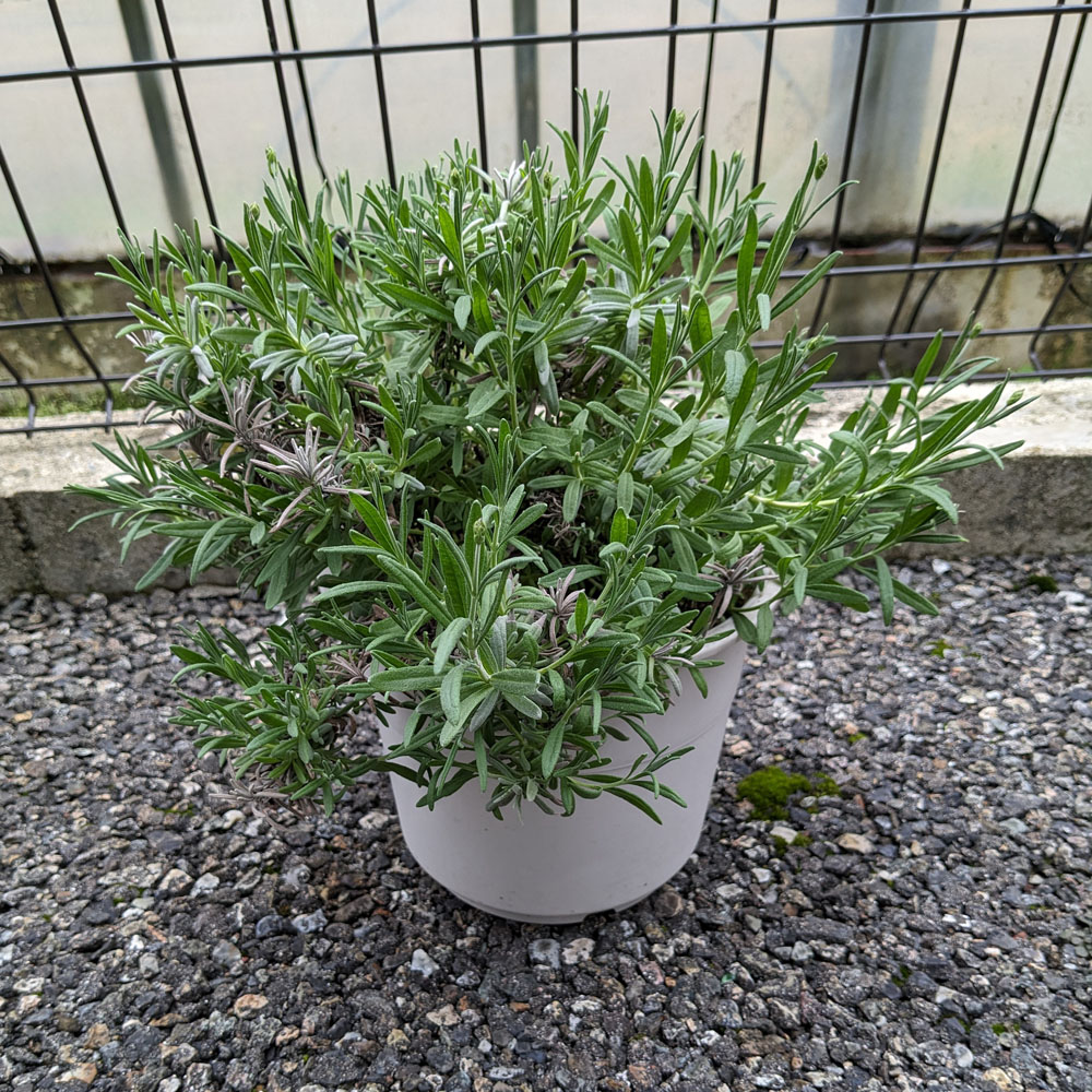 ラベンダーの鉢植え