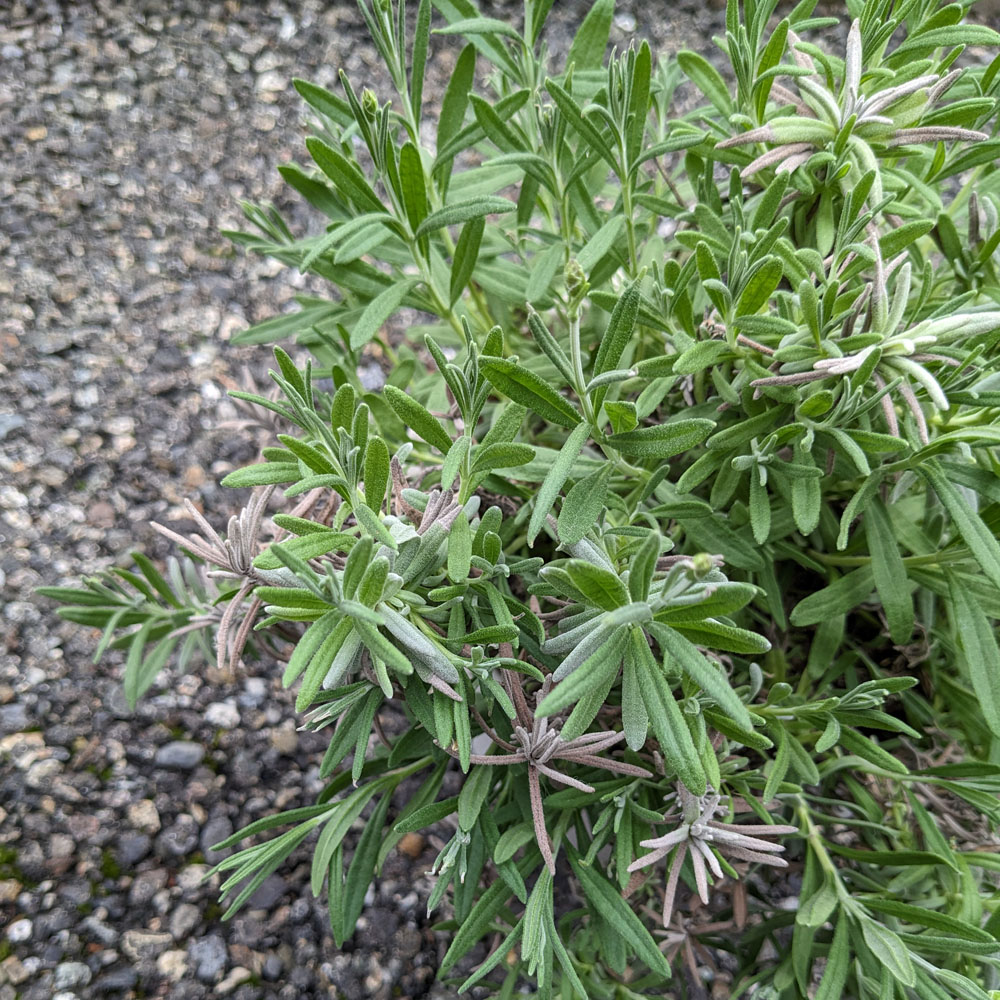 ラベンダーの鉢植え、枝の色が悪くなっている部分がある