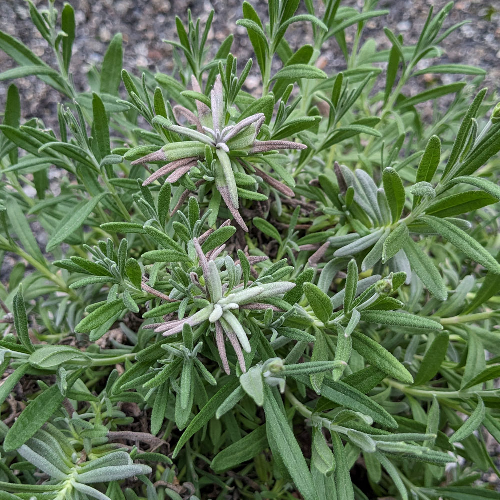ラベンダーの鉢植え、枝の色が悪くなっている部分がある