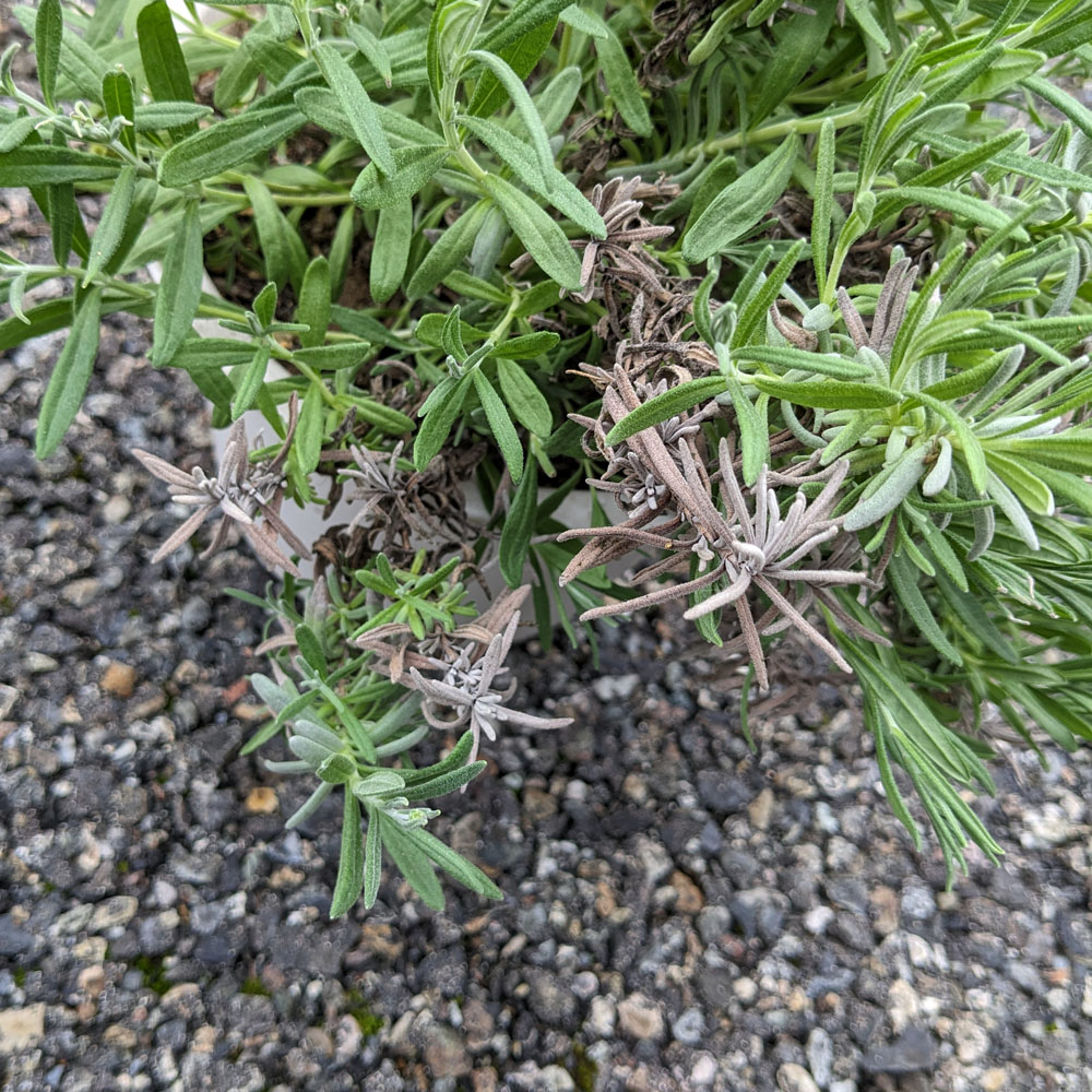 ラベンダーの鉢植え、枝の色が悪くなっている部分がある