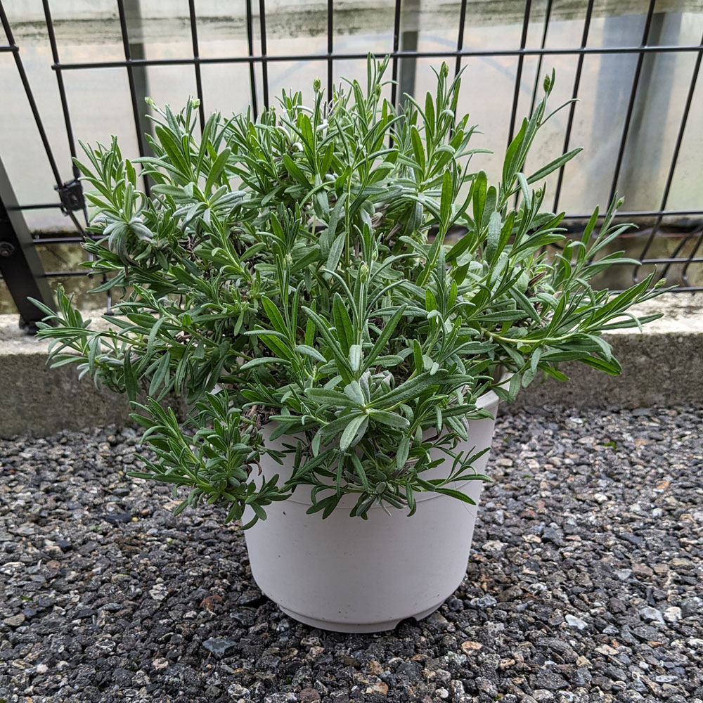 剪定が終わったラベンダーの鉢植え