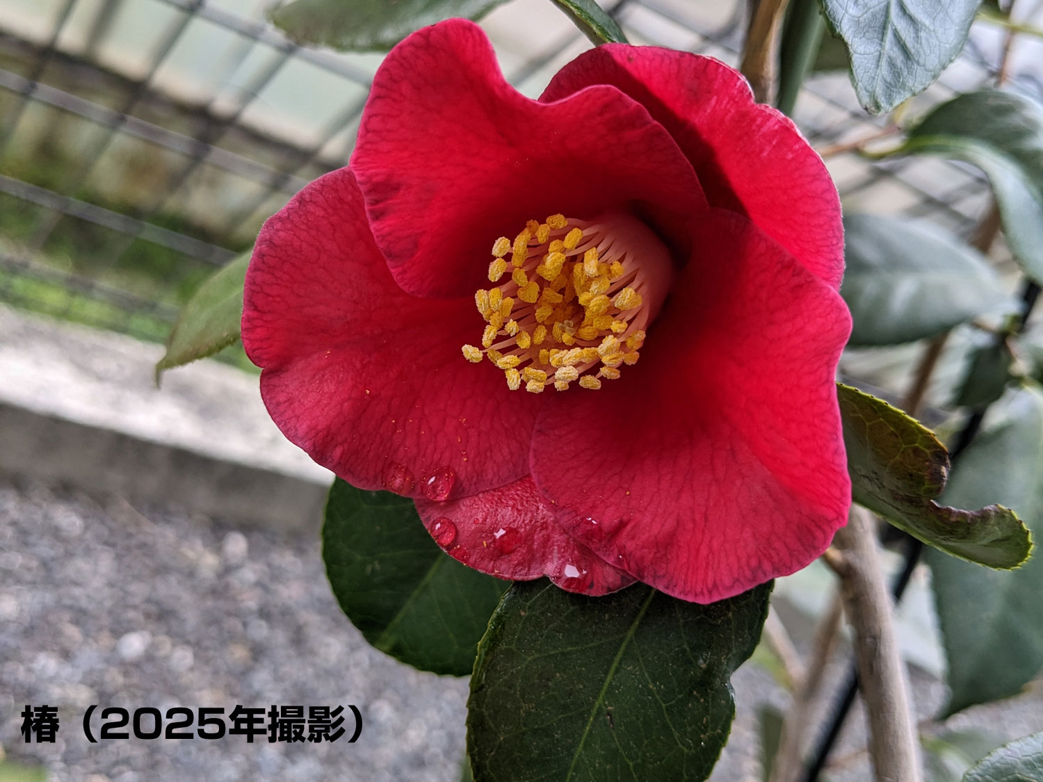 プランター園芸日記